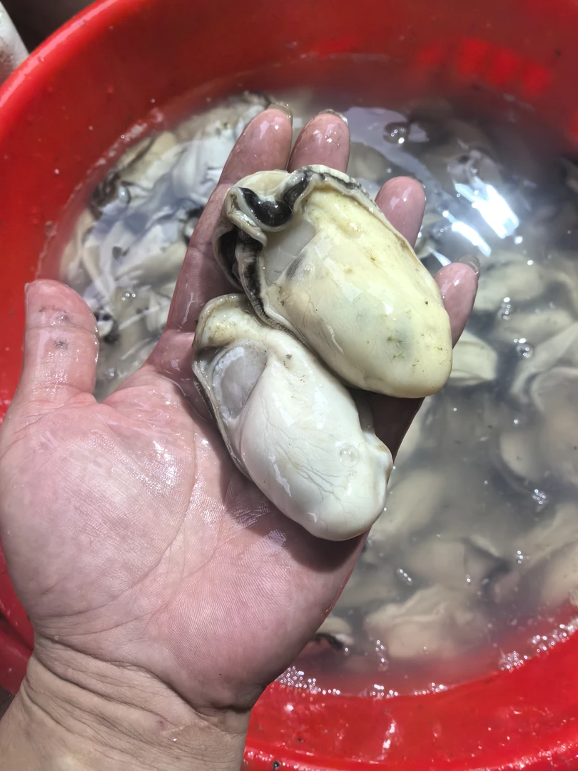 现剥现发台山 新鲜大个生蚝肉产地直发顺丰3斤-5斤