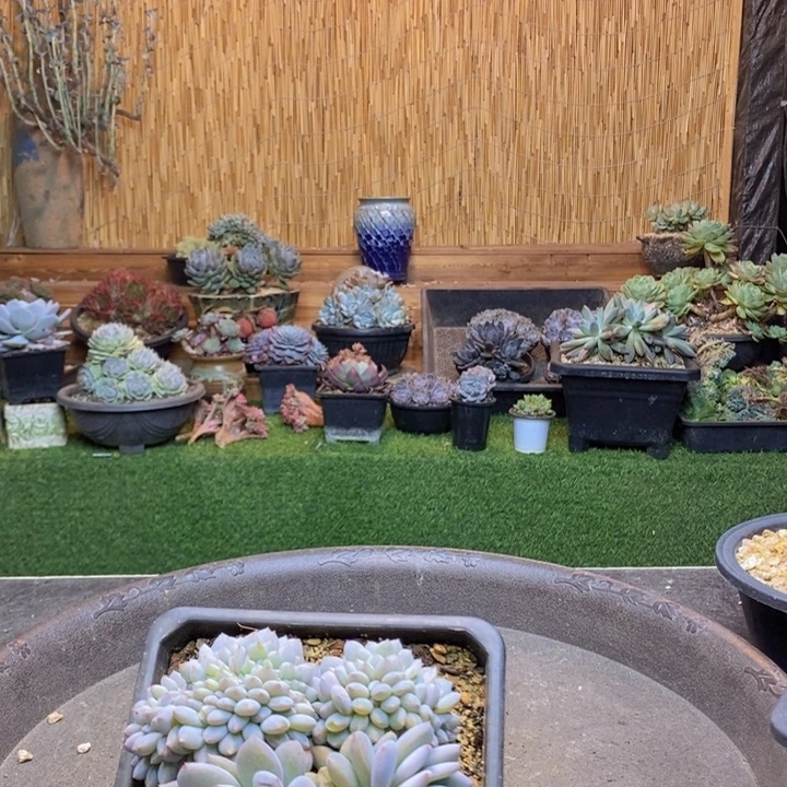 糯****341号星星橙多肉植物