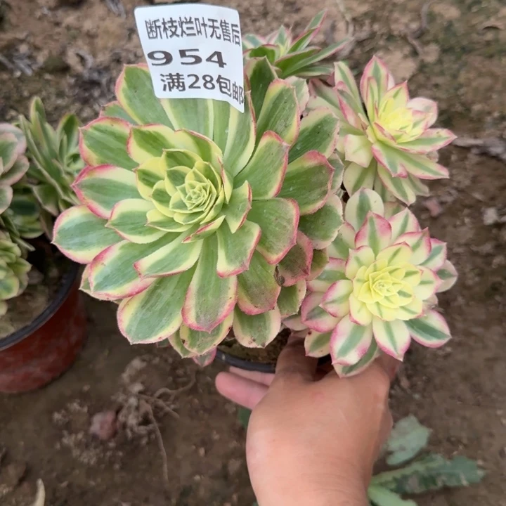 954二号棚玉芙蓉A