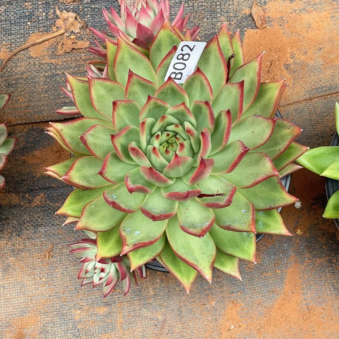 若如东云多肉单拍082