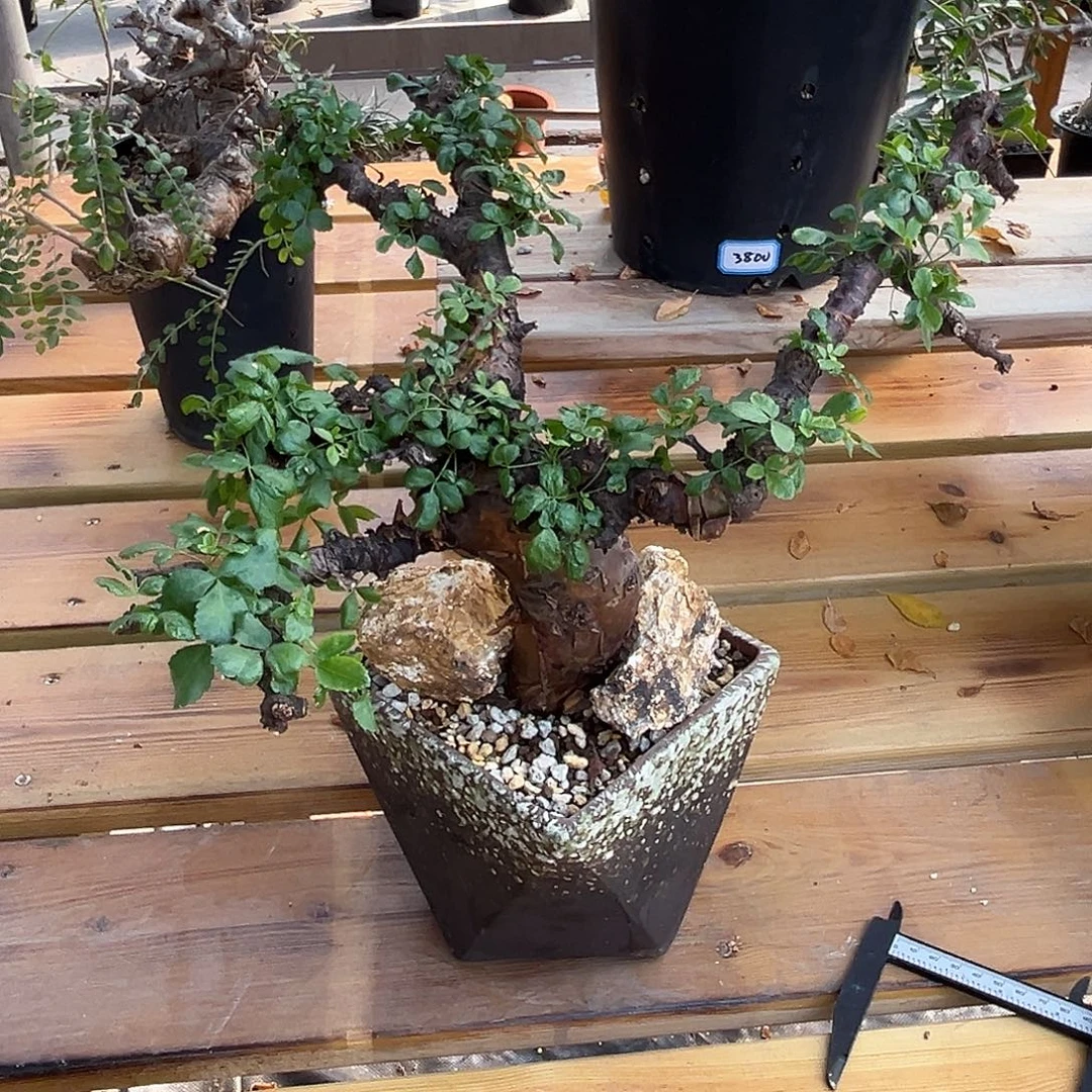 优选勃然恩斯，妖娆造型