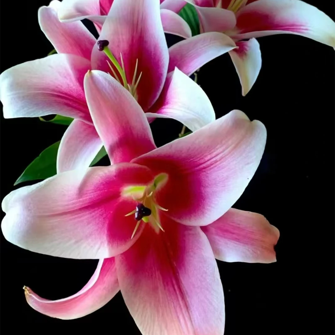 莫妮卡百合【白色重瓣系】【零度以下不拍保温棉不售后】