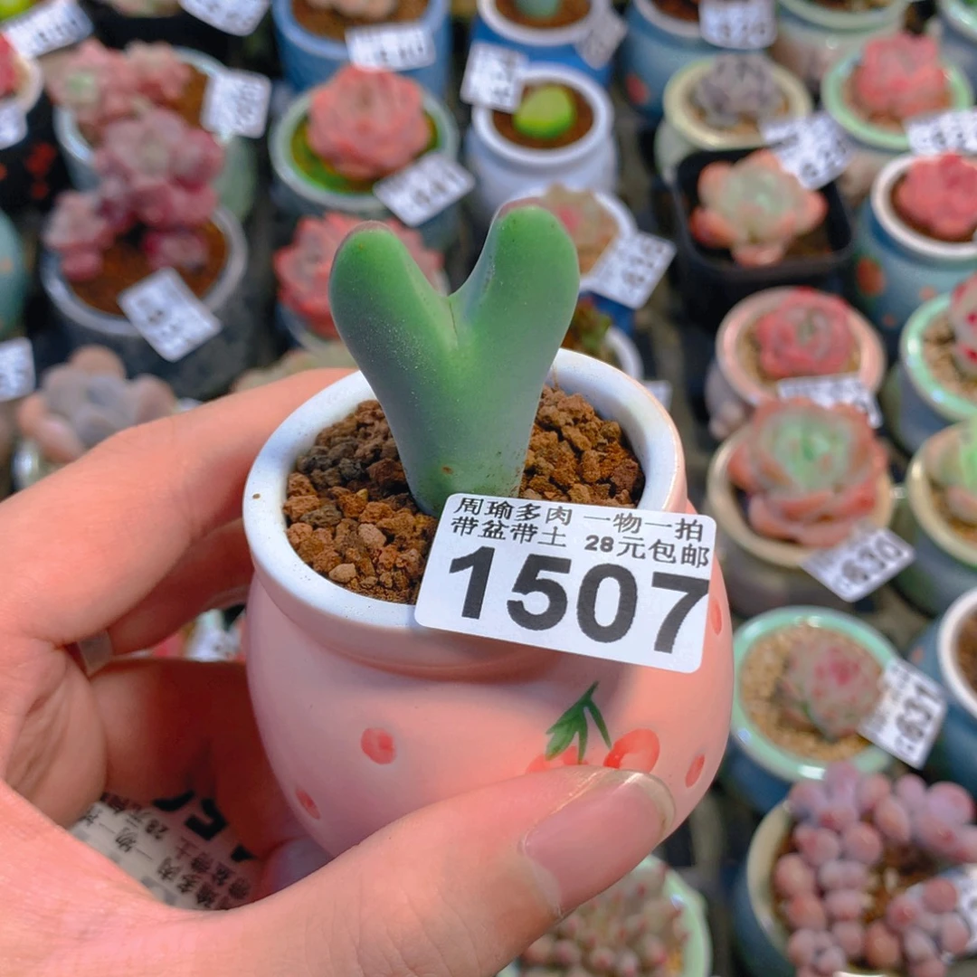 尔***尔5厘米盆精控多肉1507