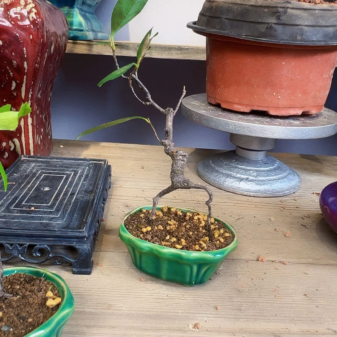 尽**中海岛春花小品绿植