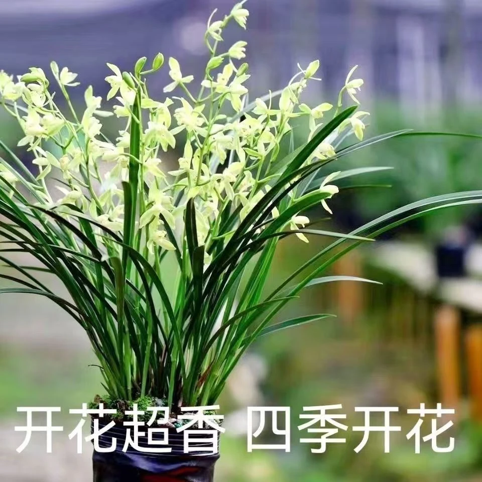 8支花起 铁骨天香带花苞古风盆栽好室内高雅兰花绿植盆景兰花盆栽