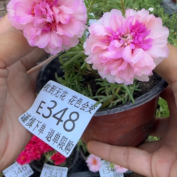全部花朵E348超小苗盆口10cm