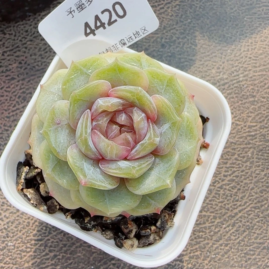 彩恋，4420多肉植物