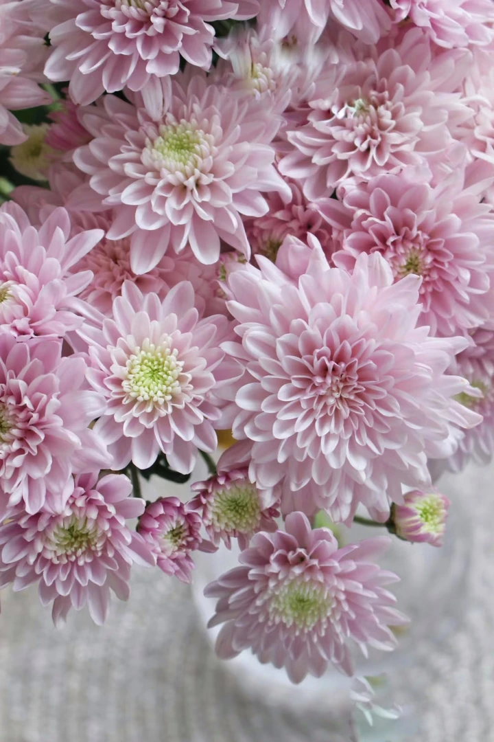 滇之桃小雏菊一把  云南基地鲜花   家养    水养