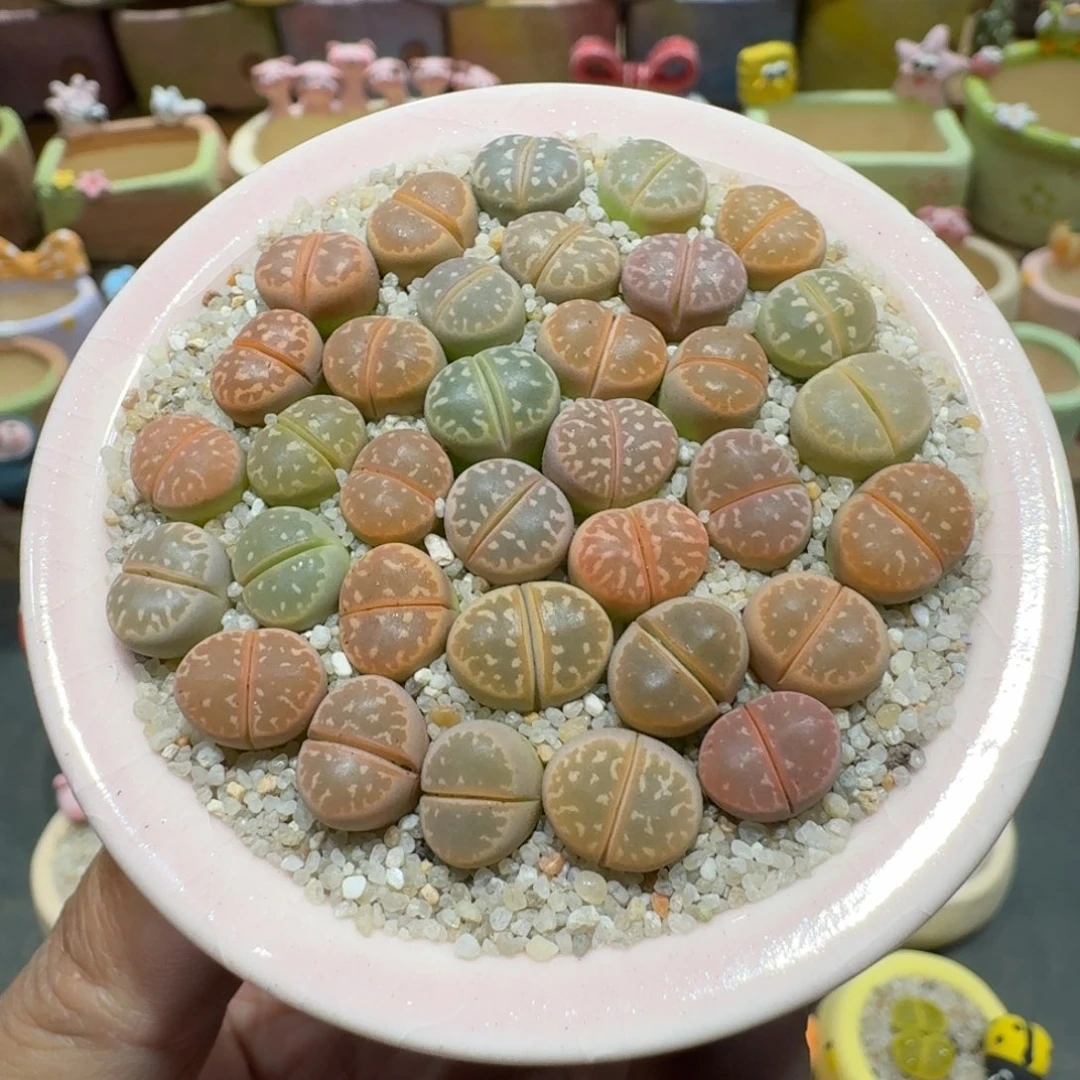 蘑菇1279橄榄多肉植物