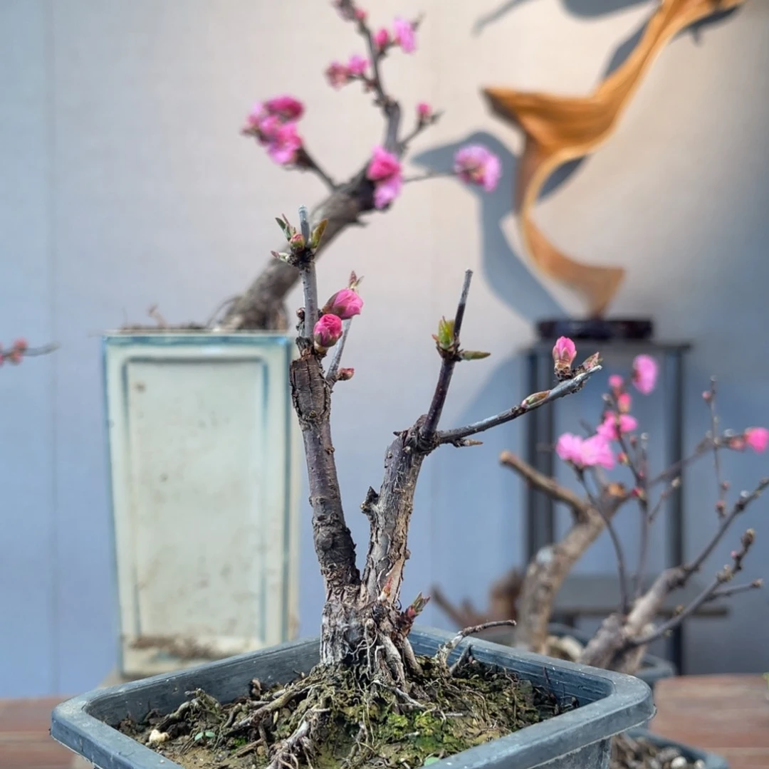 微月季盆景111111小*粉