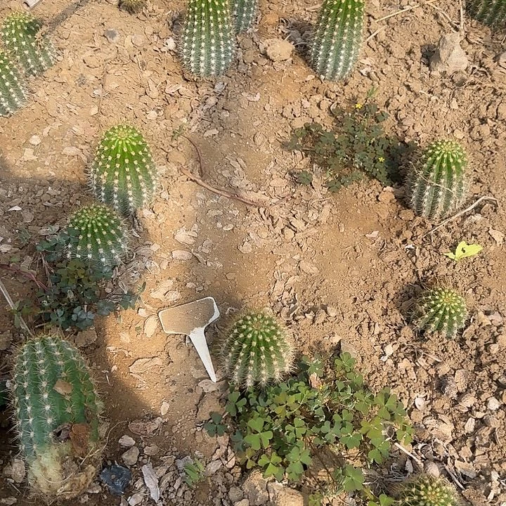 y***u火焰魔术20的毛花柱
