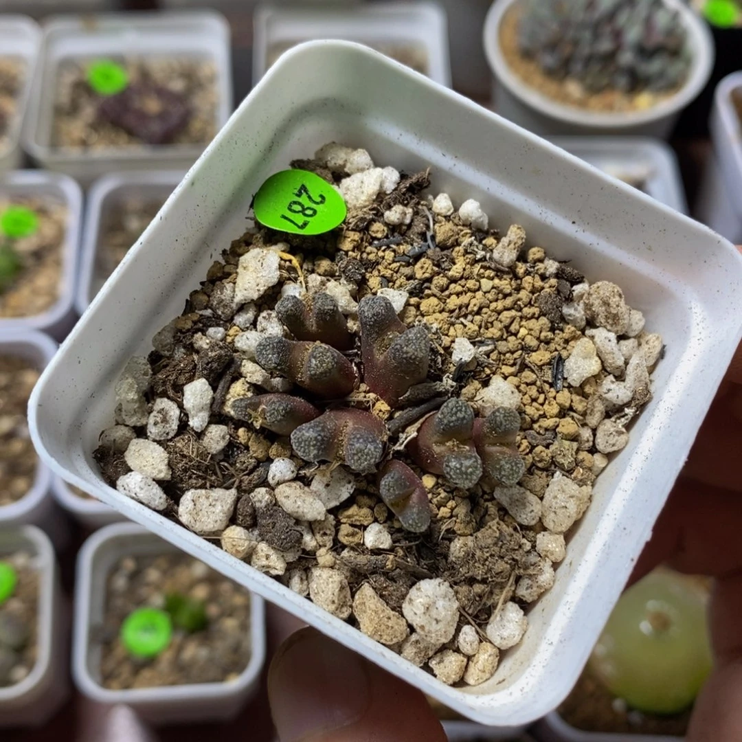 大型火柴头多肉植物287
