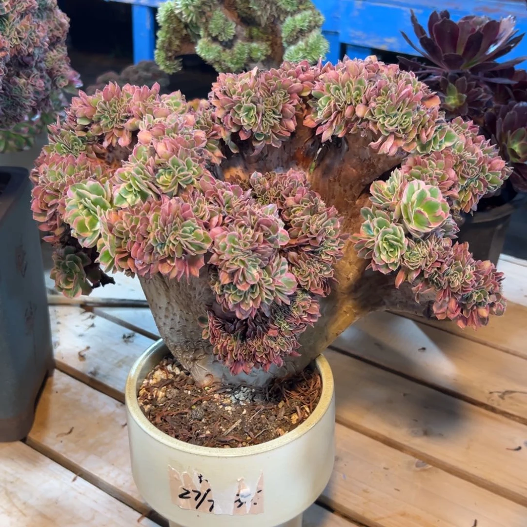 罗***什香妃缀化老桩厚板朵缀