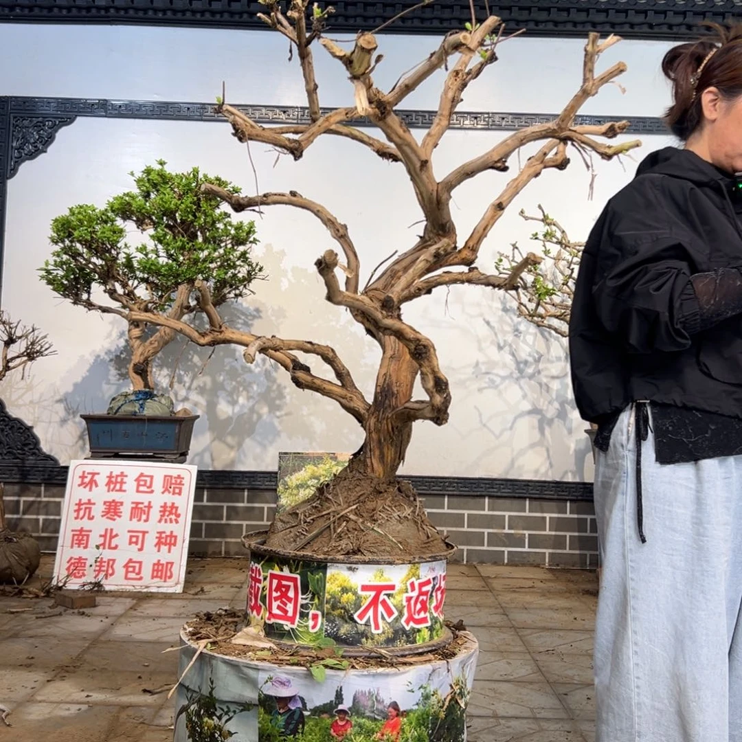 无花朵金银花盆景老桩