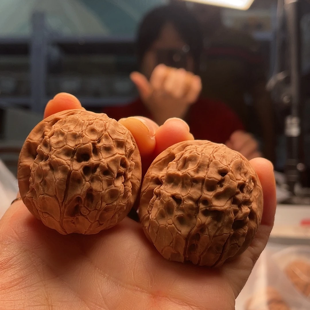 甲古文23.5侧生裂片