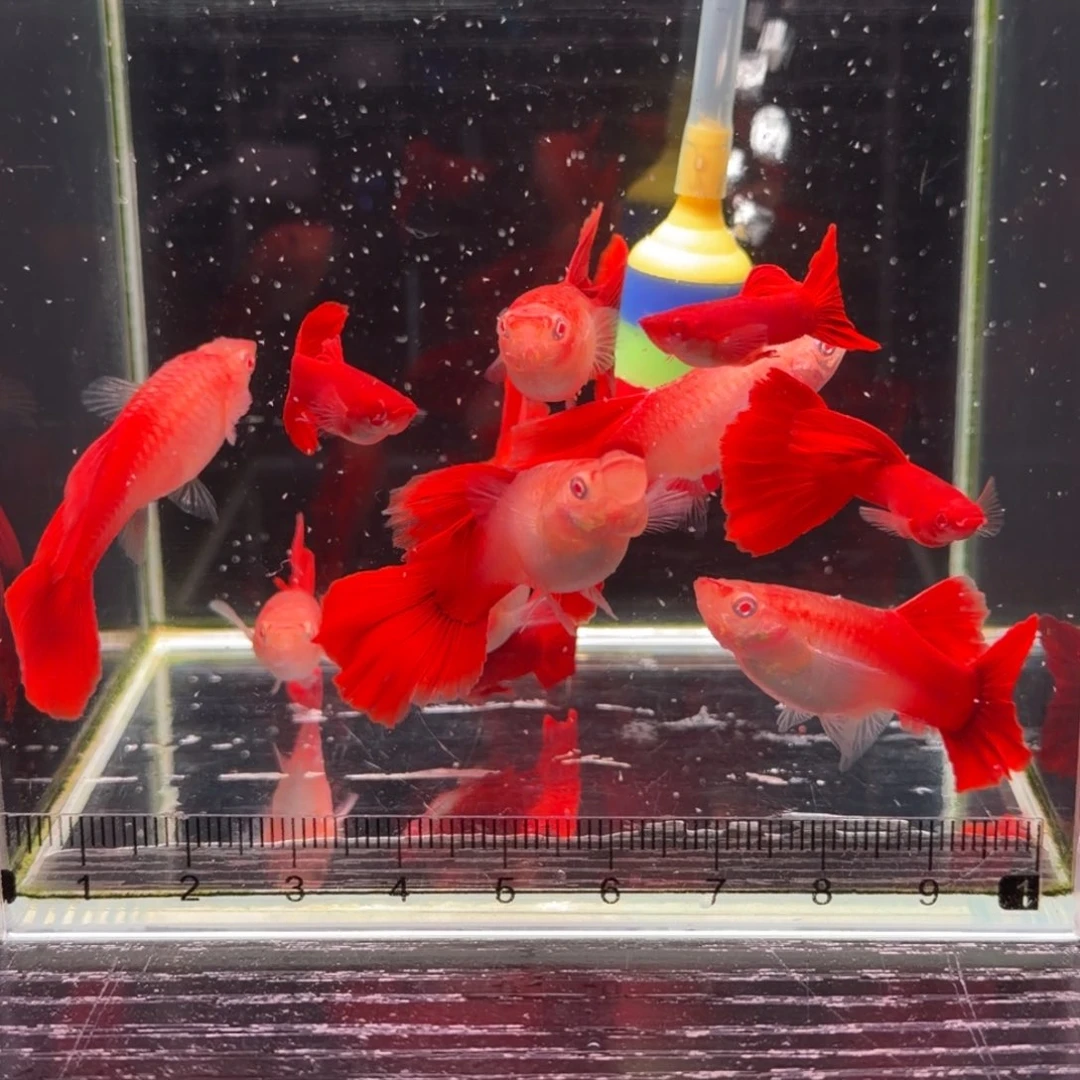 孔雀鱼福利美系血红8➕2条备损母鱼没肚子