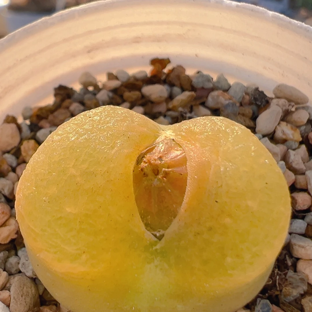 38多肉植物百科知识