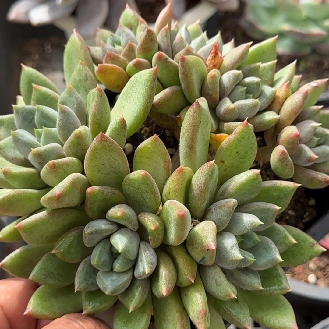 红象牙7头群惊鸿一物一拍包装收缩花旱