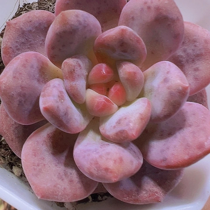 爱丽儿19包邮多肉植物