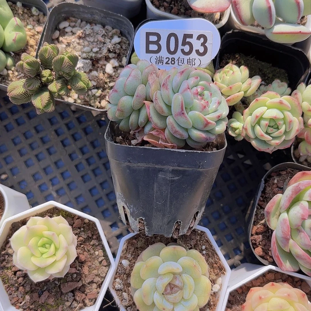 B053白胖子一物一拍