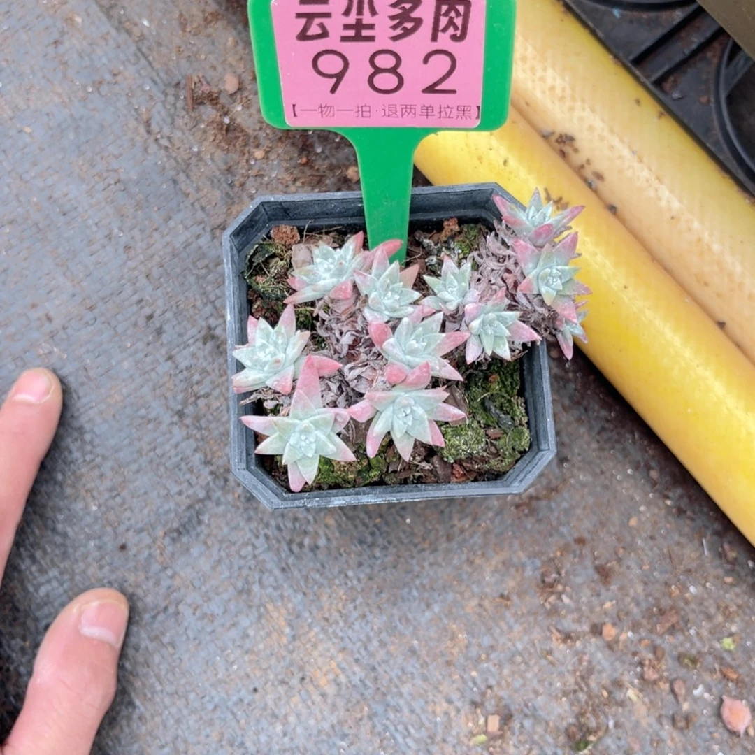 小***ฅ云尘多肉一物一拍982，