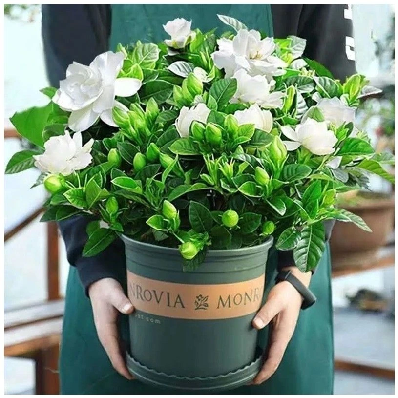 栀子花种子四季开花易活花草植物室内七彩花种孑花卉盆栽花种籽子