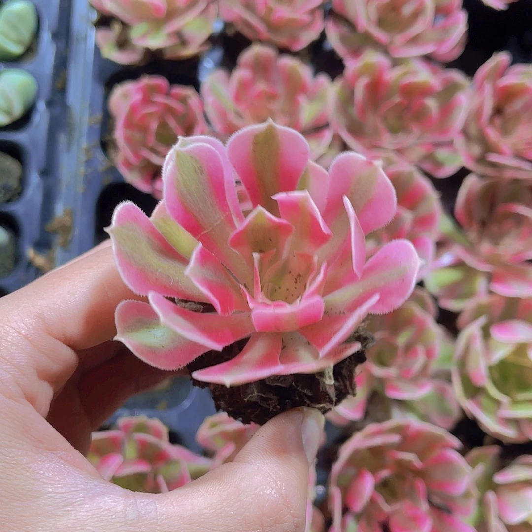 精品粉女巫多肉满9.9包邮