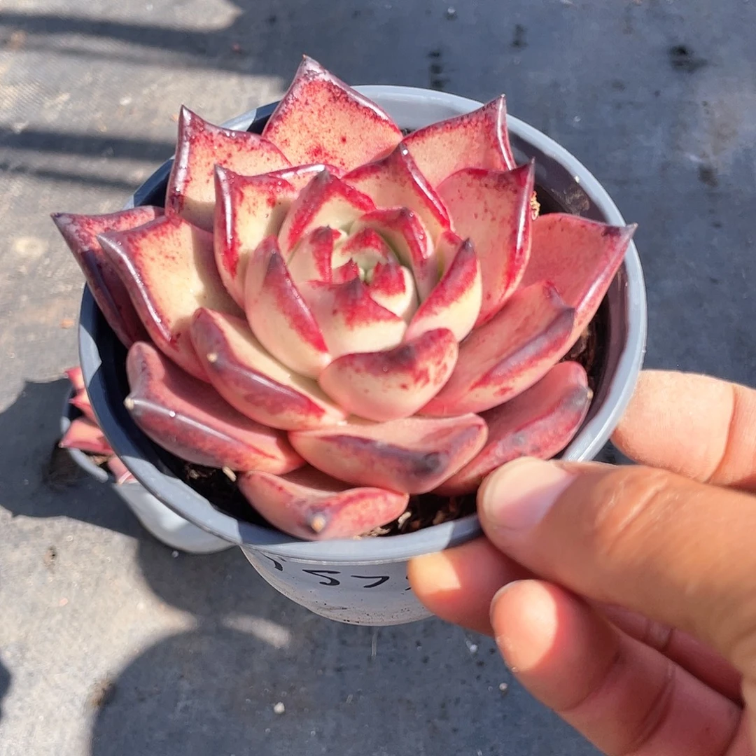血罗罗密欧带盆发货