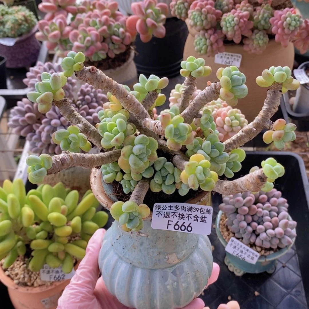 劳尔老桩16cm666多肉植物