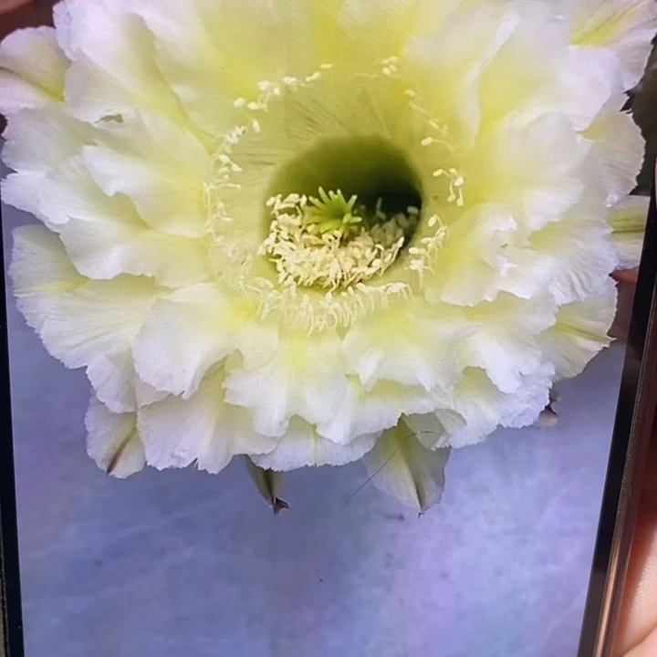 彩草云7-8公分左右