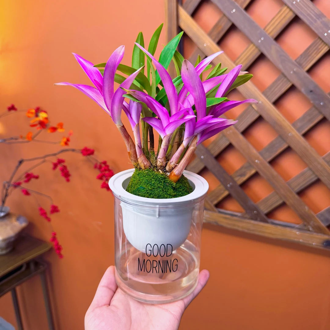 七彩香水石斛兰花四季开好养绿植浓香型石斛懒人好养花卉净化空气