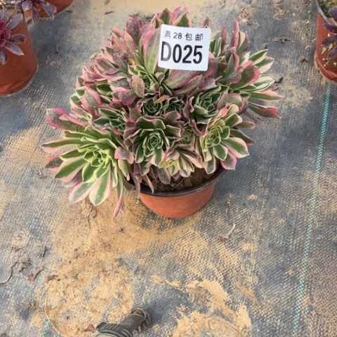 025白凤不包断枝