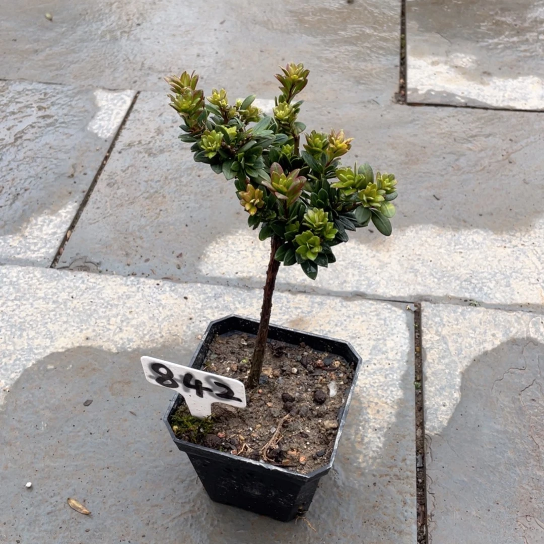 小***人以实际为准红宝石罗汉松842