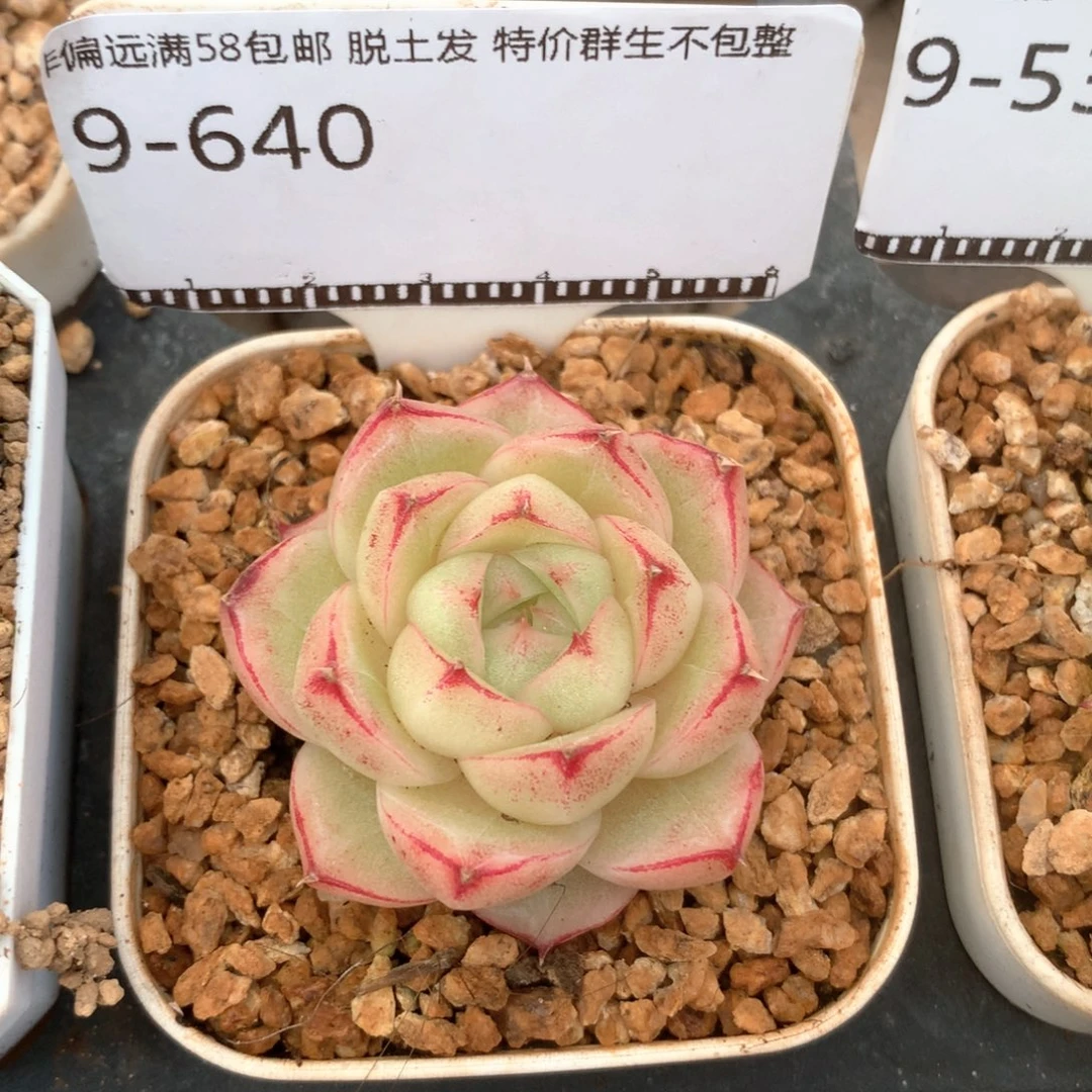 边线麦秆老桩58包邮