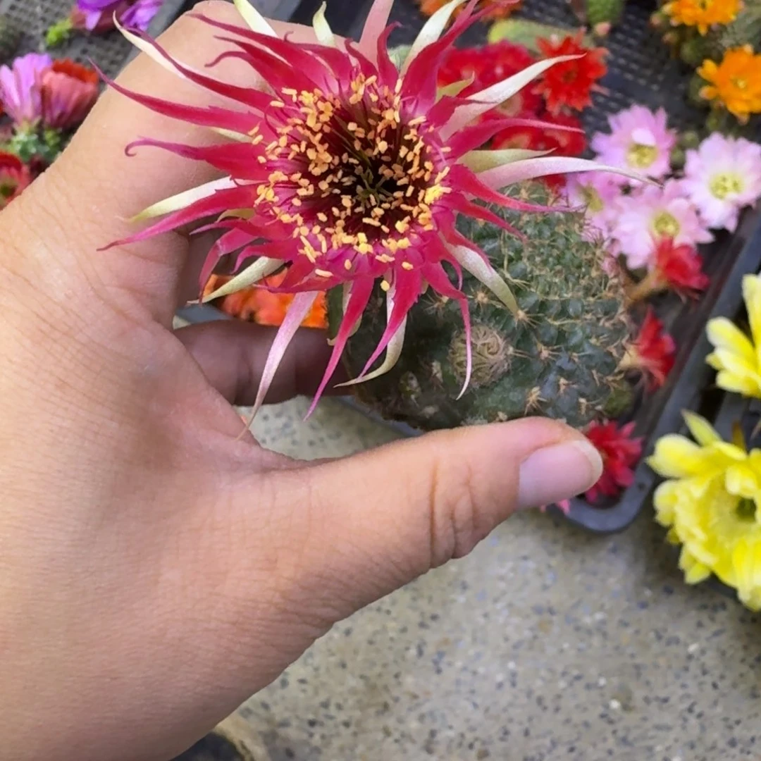 453丽花红昭和歪无根侧牙3公分左右，20包邮