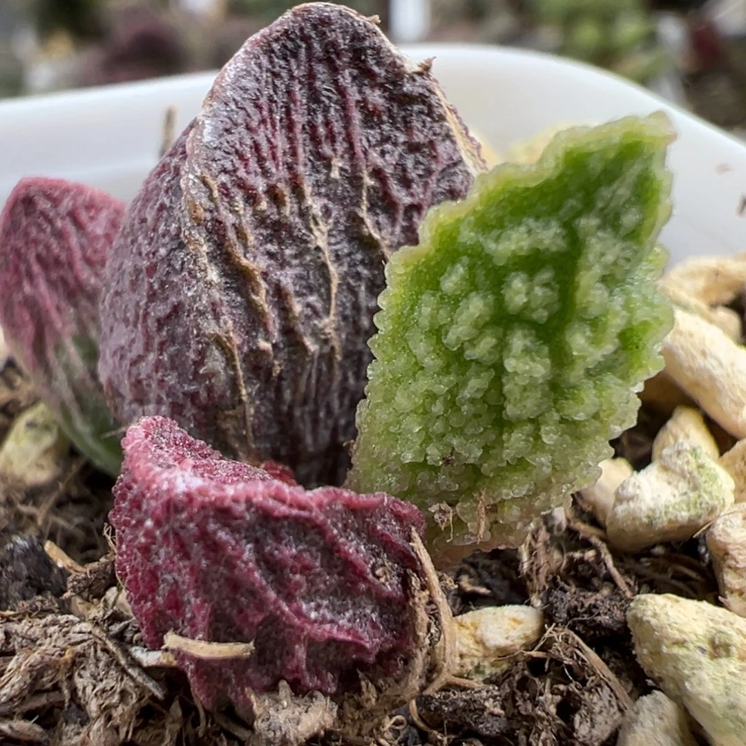 紫红狂野纹路实生新品大苗