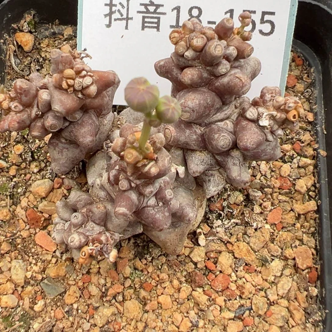 18-155蛮鬼塔快根多肉植物