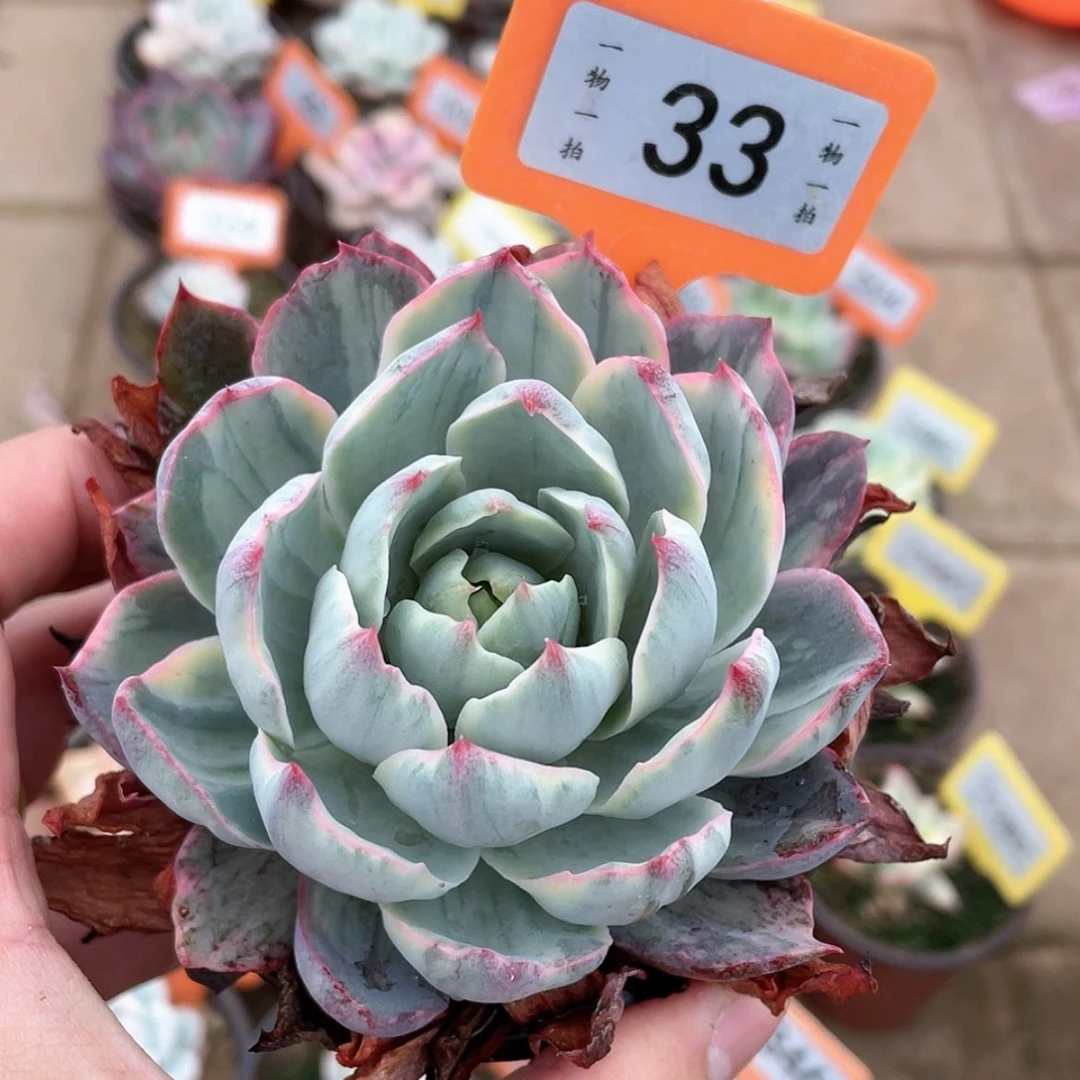 【闪购商品】33号的