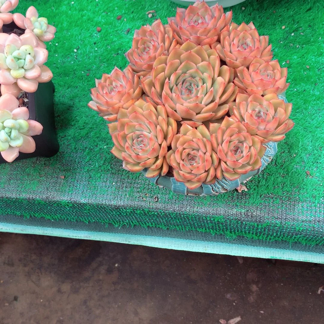 火****一物一拍一物一拍