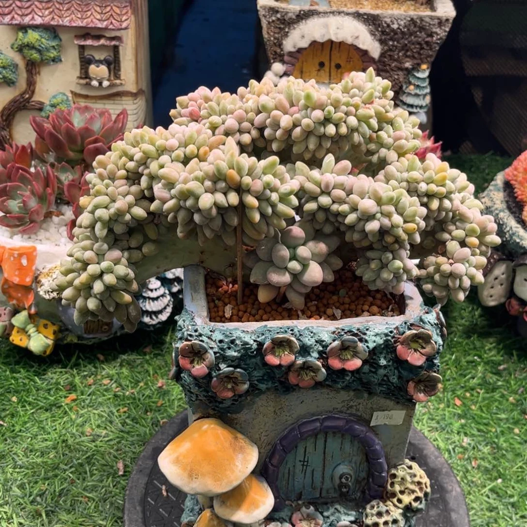 红陶叁*汤圆缀汤圆缀三月