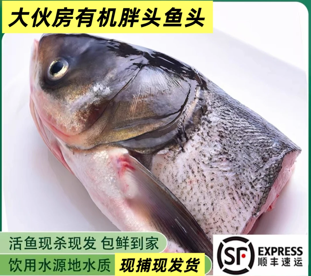 大伙房水库有机胖头鱼头现捕现杀（顺丰包邮）