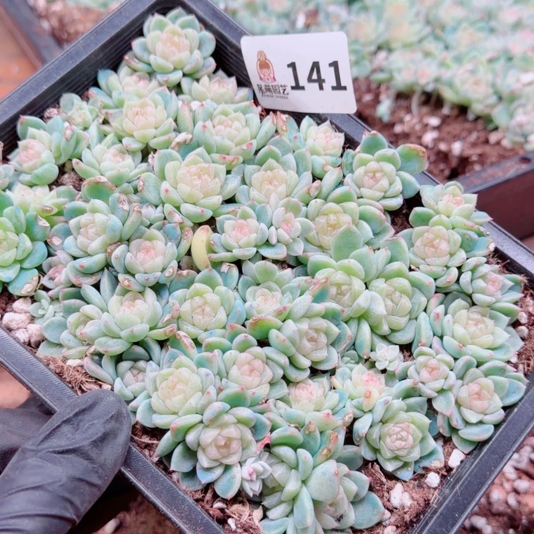 碳***丫多肉植物多肉植物