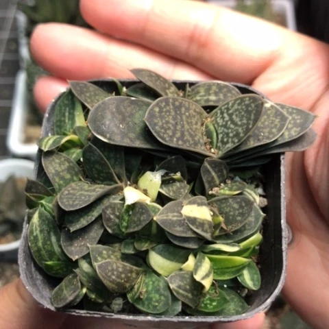 子宝锦群带盆发货哈哈哈哈