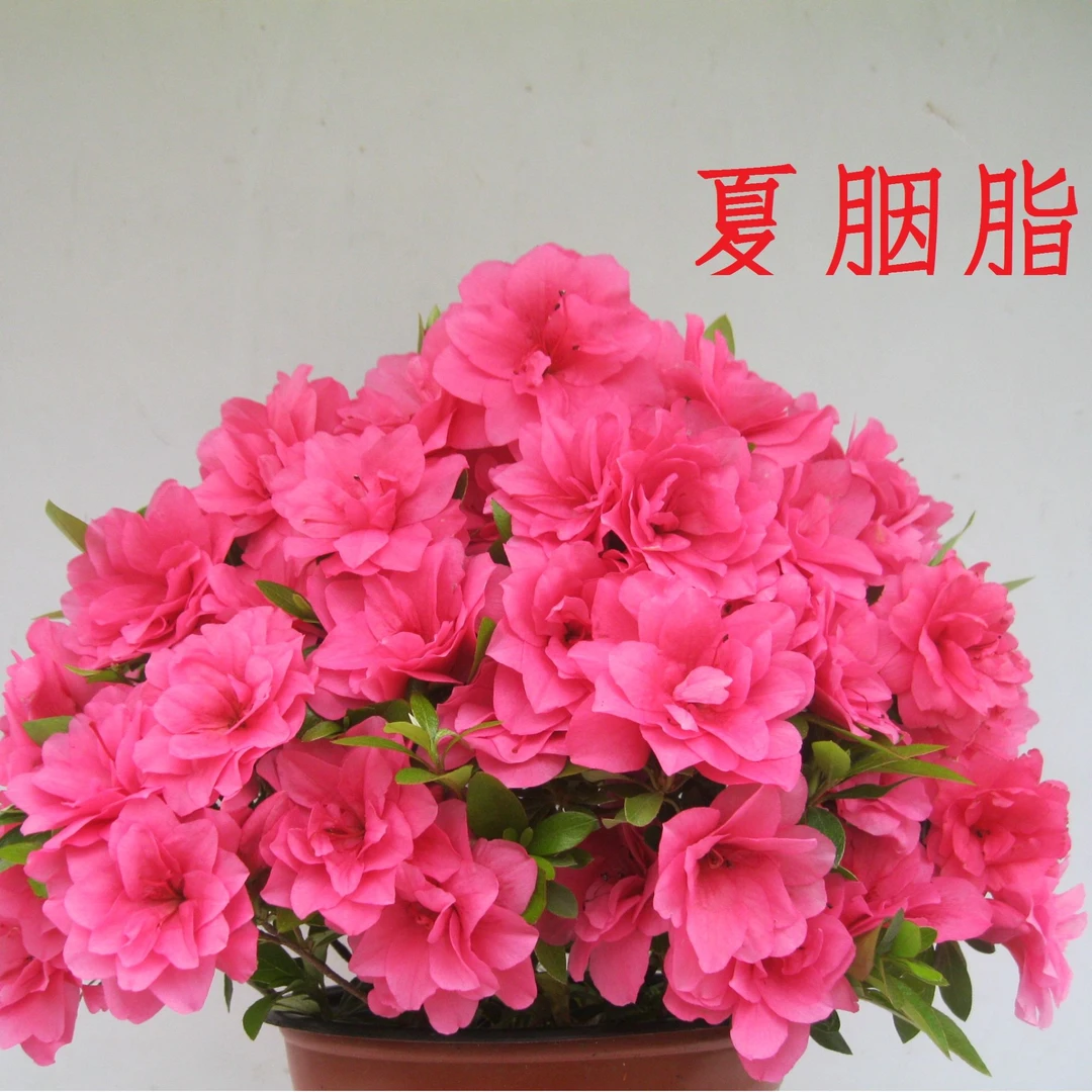 【夏胭脂】皋月稀有品种杜鹃高40cm冠幅50cm左右