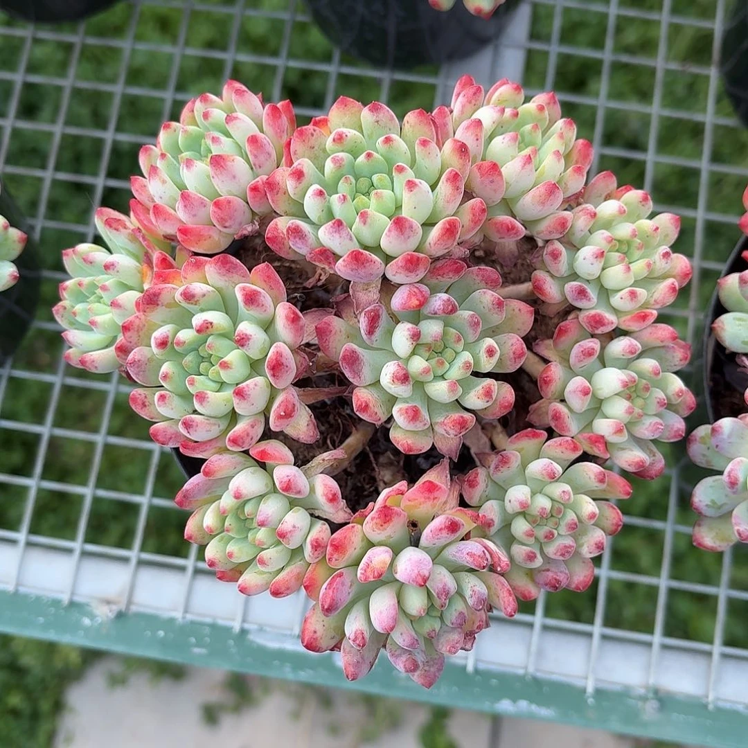 蓝苹果群12㎝盆参考