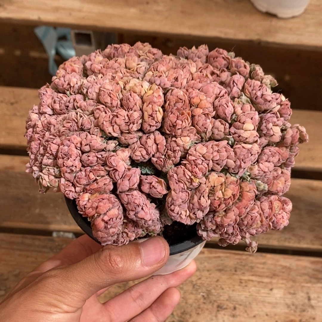 贝瑞锦多肉植物9200