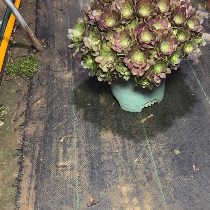 66万圣节多肉多肉多肉多肉