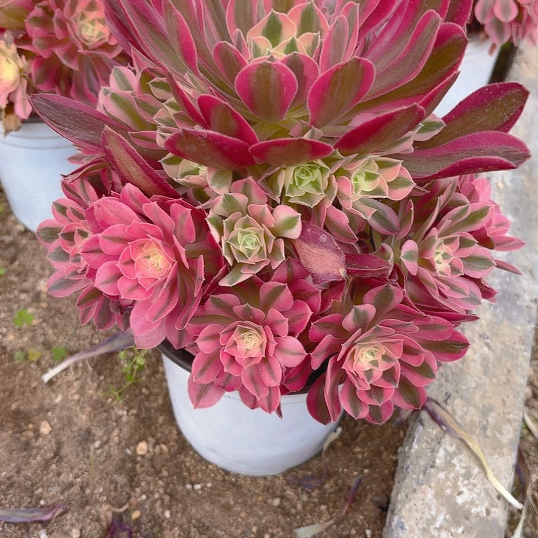 女巫多肉植物三号17