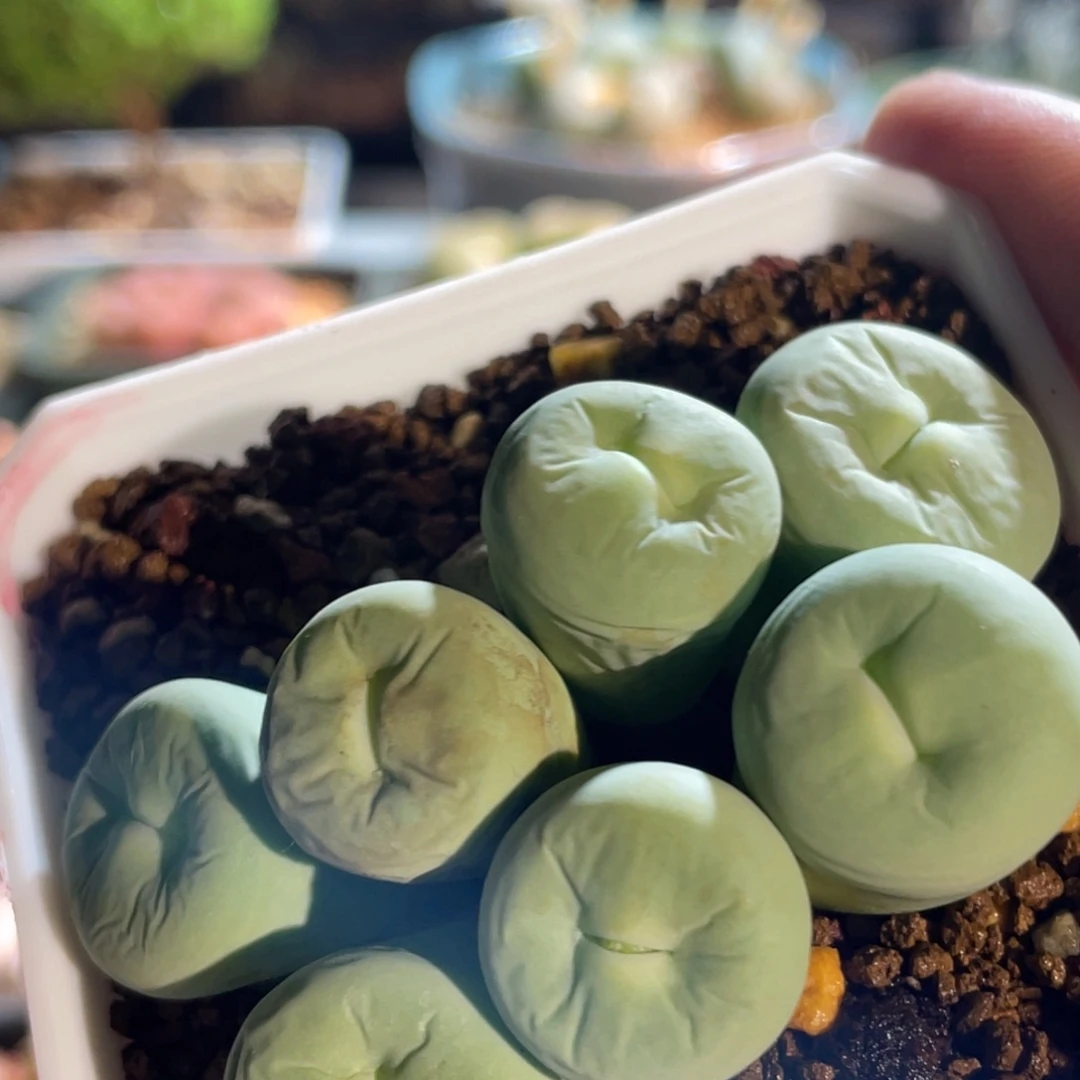 玻尿酸大嘴嘟嘟嘴植物一物一拍
