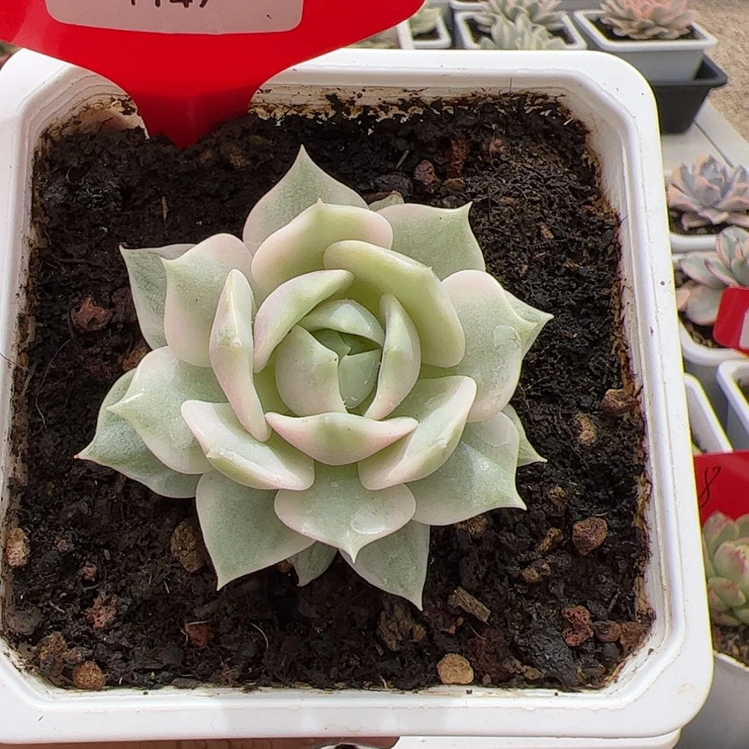 1147号露娜莲多肉植物